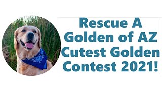 Rescue A Golden of AZ Cutest Golden Contest 2021 [upl. by O'Toole]