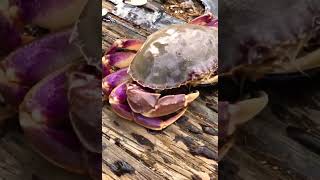 Dungeness crabs 🦀 Purple Wow Bay Area Crabbing California Dungeness crab season open 1142023 [upl. by Tessy]