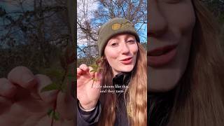 Foraging the marvellous meadowsweet 🌿🌸 foraging [upl. by Felske]