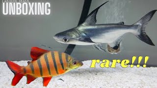 Unboxing paroon shark  six bar Distichodus fish  giveaway update  best Aquarium in Coimbatore [upl. by Naenaj]