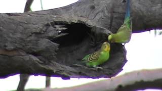 Wild Budgerigar male feeds female in tree hollow [upl. by Atidnan643]