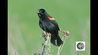 Chant du Carouge à épaulettesSong of the Redwinged Blackbird [upl. by Kcirded]