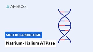 Funktionsweise der NatriumKaliumATPase  Biochemie  Physiologie  AMBOSS Video [upl. by Oitaroh]