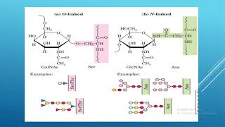 biochemistry glycoconjugates [upl. by Hulda21]