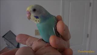 Taming baby budgie Rainbow [upl. by Tillie665]