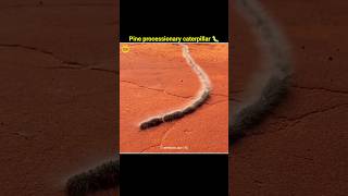 Pine processionary caterpillar 🐛 shorts trending viralvideo [upl. by Tema]