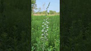 Baptisia flower [upl. by Fiel]