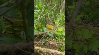 Pokeweedberry Phytolacca americana pokeberry pokeweed cvnka touchleaves buglife foraging bug [upl. by Asira]