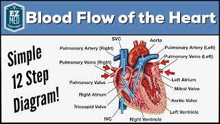 Blood Flow Through the Heart Made Easy  Cardiac Circulation Animation [upl. by Templas]