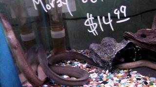 Freshwater Moray Eel For Sale [upl. by Retsof]