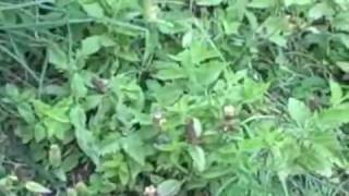 Bugleweed Harvesting Herbs Growing Herbs [upl. by Trish]