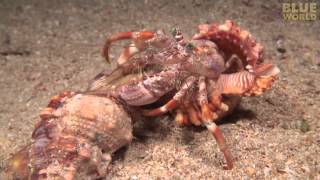 Incredible footage of hermit crab changing shells with anemones [upl. by Myrtie734]