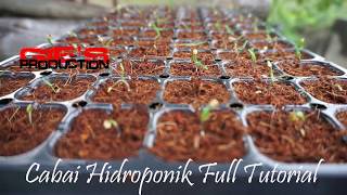 Cabe Hidroponik 1 Hydroponic Chilli 1 [upl. by Anahsar]