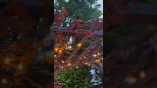 These String Lights Create a Fairy Garden Landscaping lighting outdoordecor gardendecor [upl. by Aylward]