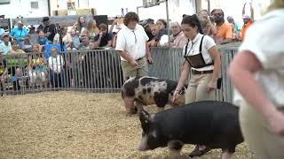 Carroll County Fair Swine Market Show 2023 [upl. by Zerdna116]