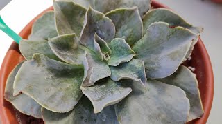 ECHEVERIA 🌸BUSTAMANTE [upl. by Atsocal]