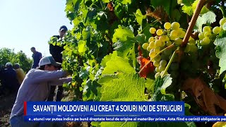 SAVANȚII MOLDOVENI AU CREAT 4 SOIURI NOI DE STRUGURI [upl. by Drogin]