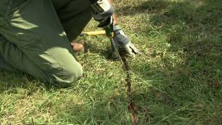 How to install invisible dog fence wire [upl. by Niraj897]