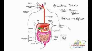 Aristozyme syrup  Digestive enzyme syrup  Aristozyme syrup for weight gain [upl. by Asserat]