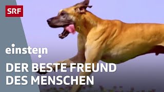 Der Hund – der beste Freund des Menschen  Einstein  SRF Wissen [upl. by Ym]