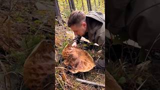 Beautiful mushrooms from Eastern Europe funghi porcini boletus grzyby гриби [upl. by Naquin]