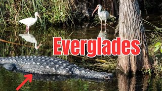 Airboat Everglades Adventure [upl. by Enahc]