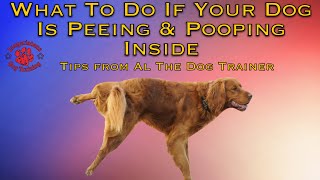 What To Do If Your Dog Is Peeing amp Pooping Inside  Tips From Al The Dog Trainer [upl. by O'Conner856]