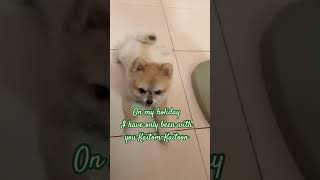 I get to love you music love song lyrics live loveanimals dog pets ขอบคุณทุกไลค์ love [upl. by Eimme]