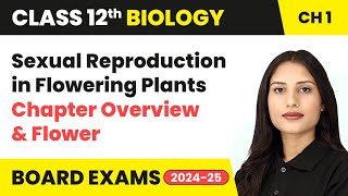 Sexual Reproduction in Flowering Plants  Chapter Overview amp Flower  Class 12 Biology Chapter 1 [upl. by Thorley619]