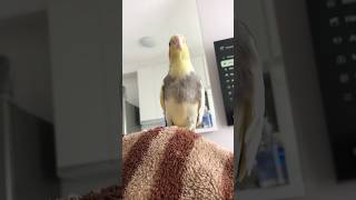 Chiquinho treinando o seu “cookie cookie” 😂🐥 calopsita birds cockatiel passaros bird aves [upl. by Divaj]