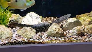 Ornate bichir breeding activity [upl. by Nylra308]