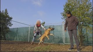 MALINOIS RÉACTIF HUMAINS ET CONGÉNÈRES  PRISE EN MAIN  CENTRE CANIN LACADEMIE DES CHIENS [upl. by Ayr35]