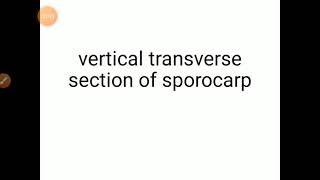 VTS and VLS of sporocarp of Marsilea [upl. by Iridis]