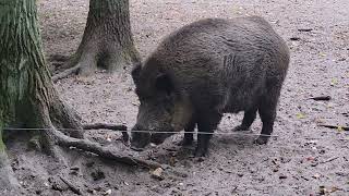 Wildschweine Aber nicht wilde Hakenfelde [upl. by Daggna]