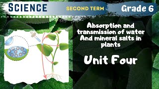 Science  Grade 6  Unit 4  Absorption and transmission of water And mineral salts in plants [upl. by Agna]