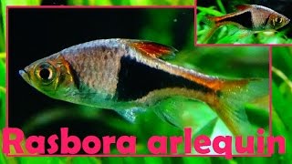 Trigonostigma heteromorpha  Duncker 1904  Rasbora arlequin  AquaPorte Dorée  072015 [upl. by Maunsell]