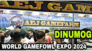 DINUMOG AGAD WORLD GAMEFOWL EXPO 2024 [upl. by Maxantia]