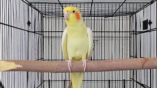 Male Cockatiel Singing Sounds  Cockatiel Calls  Cockatiel Whistling [upl. by Palocz]