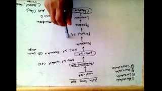 Statin drugs mechanism of action  treat hypercholesterolemia [upl. by Seyah157]