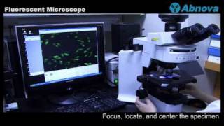 Fluorescent Microscope [upl. by Zinn]