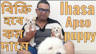 lhasa dogLhasa puppy lhasa apso puppy price in bd lhasa dog price in bangladeshলাসা কুকুরের দাম [upl. by Ahsiekat998]