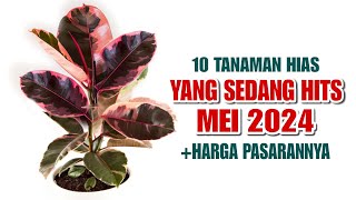 10 Tanaman Hias Yang Sedang HITS di Bulan MEI 2024 [upl. by Alegnaed12]