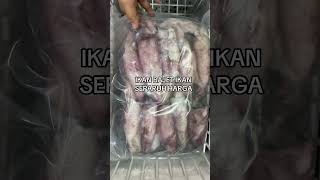 IKAN BAJET IKAN SEPARUH HARGA [upl. by Ambrose]