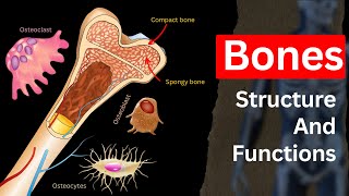 Bone Structure of Human body  Bone Structure Bone functionsBone cells Biology [upl. by Ivgnout]