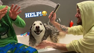 The Funniest Attempt At Bathing My Husky With My Kids Help ENDED WITH WATER FIGHT LOL [upl. by Aerdnak]