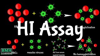 Hemaglutination Inhibition Assay  HI Assay  HAI Assay [upl. by Nirtak]