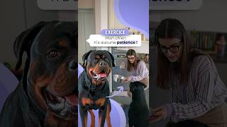 Cette rottweiler na aucune patience  EXERCICE [upl. by Hussey137]