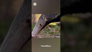 Giant Anteater 🐜 shorts viral [upl. by Nosyrb]