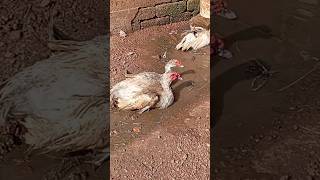 muscovy duck mating duck ❤️❤️❤️ducks [upl. by Trebleda381]