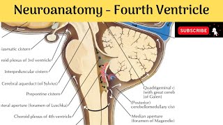 Fourth Ventricle of the Brain  Boundaries  Recesses  Angles  Features of Rhomboid Fossa [upl. by Arracahs202]